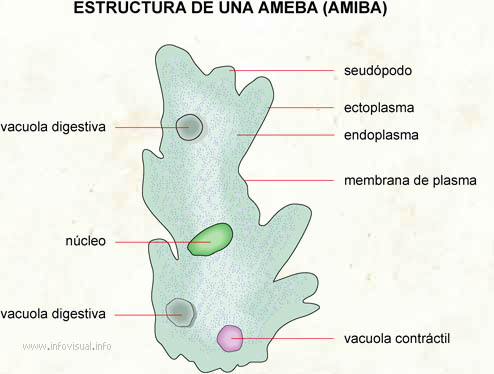 Amiba (Diccionario visual)
